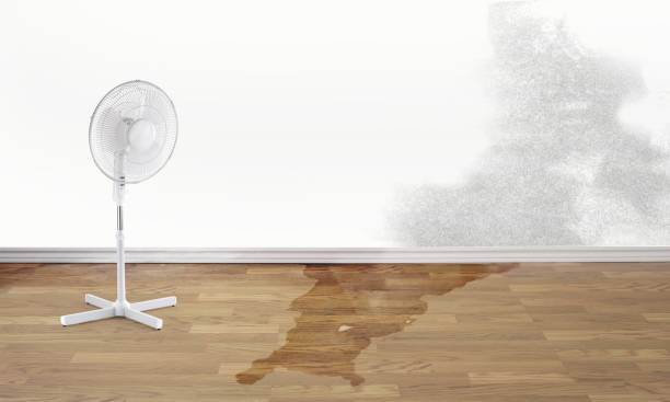 Best Water damage contractors near me  in Chadron, NE
